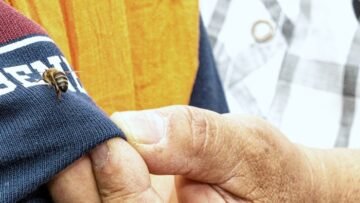 Portimão assinala Dia Mundial da Abelha e alerta para o equilíbrio do ecossistema