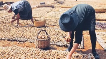 Casa Manuel Teixeira Gomes expõe até final de agosto a mostra “Trilogia algarvia – Os frutos secos em Portimão”